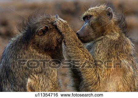 Stock Photograph - Chacma baboons grooming each other, Kruger National park, South Africa. Fotosearch