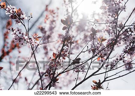Stock Image - Cherry blossoms. Fotosearch