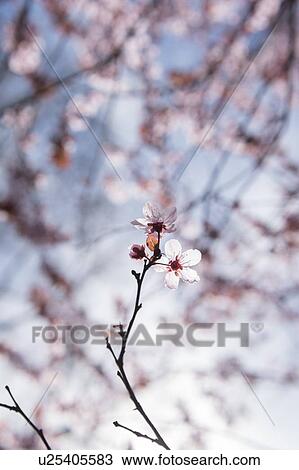 Stock Image - Cherry blossoms. Fotosearch