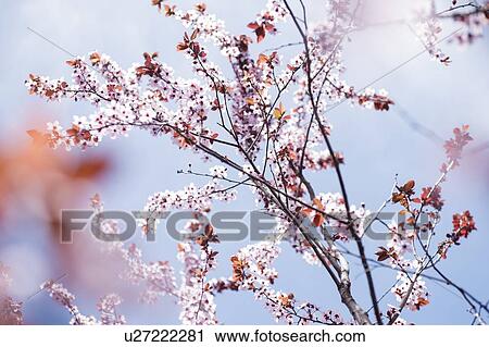 Stock Image - Cherry blossoms. Fotosearch