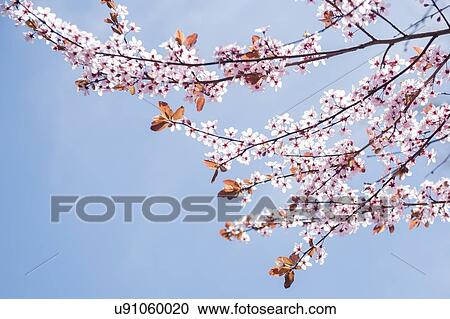 Stock Image - Cherry blossoms. Fotosearch