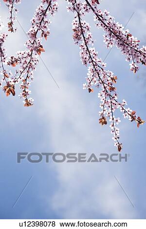 Cherry blossoms View Large Photo Image Stock Photo - Cherry blossoms. Fotosearch