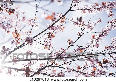 Stock Photograph - Cherry blossoms. Fotosearch