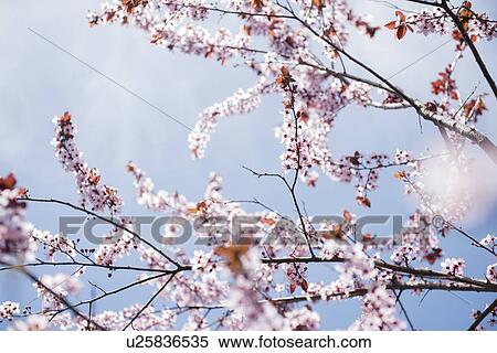 Stock Photography - Cherry blossoms. Fotosearch
