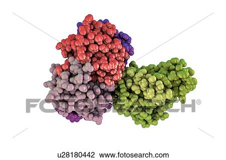 Stock Image - Cholera toxin, molecular model. Cholera toxin (choleragen) is a protein complex secreted by the bacterium Vibrio cholerae, which causes the disease cholera. It is made up of a wedge-shaped A subunit (right) and five B subunits (left) that form a ring.... Fotosearch