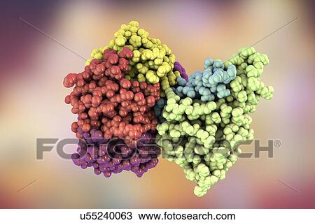Stock Image - Cholera toxin, molecular model. Cholera toxin (choleragen) is a protein complex secreted by the bacterium Vibrio cholerae, which causes the disease cholera. It is made up of a wedge-shaped A subunit (right) and five B subunits (left) that form a ring.... Fotosearch