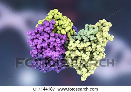 Stock Photo - Cholera toxin, molecular model. Cholera toxin (choleragen) is a protein complex secreted by the bacterium Vibrio cholerae, which causes the disease cholera. It is made up of a wedge-shaped A subunit (right) and five B subunits (left) that form a ring.... Fotosearch