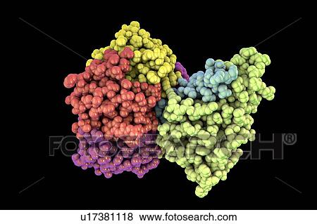 Stock Photo - Cholera toxin, molecular model. Cholera toxin (choleragen) is a protein complex secreted by the bacterium Vibrio cholerae, which causes the disease cholera. It is made up of a wedge-shaped A subunit (right) and five B subunits (left) that form a ring.... Fotosearch