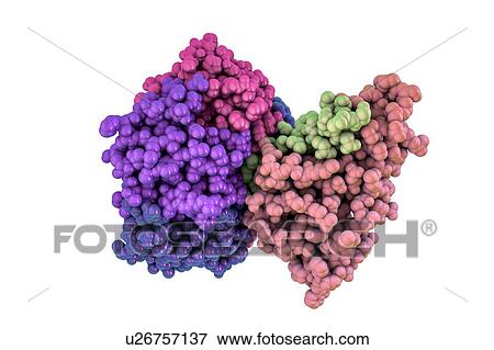 Stock Photo - Cholera toxin, molecular model. Cholera toxin (choleragen) is a protein complex secreted by the bacterium Vibrio cholerae, which causes the disease cholera. It is made up of a wedge-shaped A subunit (right) and five B subunits (left) that form a ring.... Fotosearch
