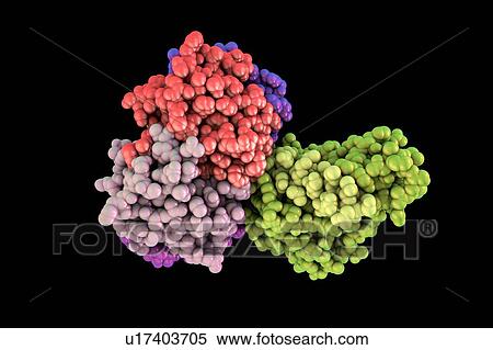 Cholera toxin, molecular model. Cholera toxin (choleragen) is a protein complex secreted by the bacterium Vibrio cholerae, which causes the disease cholera. It is made up of a wedge-shaped A subunit (right) and five B subunits (left) that form a ring... View Large Photo Image Stock Photography - Cholera toxin, molecular model. Cholera toxin (choleragen) is a protein complex secreted by the bacterium Vibrio cholerae, which causes the disease cholera. It is made up of a wedge-shaped A subunit (right) and five B subunits (left) that form a ring.... Fotosearch