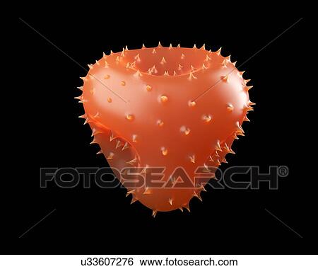 Christmas cactus pollen, illustration. View Large Photo Image Stock Photograph - Christmas cactus pollen, illustration.. Fotosearch