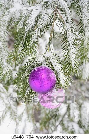 Christmas decorations and snow on pine tree View Large Photo Image Picture - Christmas decorations and snow on pine tree. Fotosearch