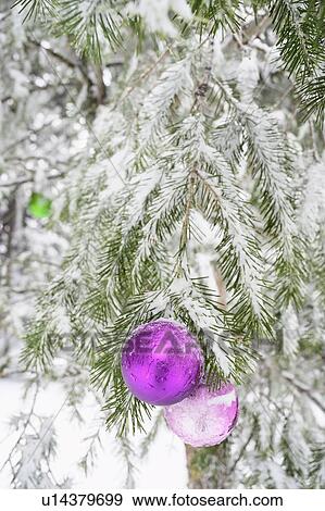 Christmas decorations and snow on pine tree View Large Photo Image Stock Photo - Christmas decorations and snow on pine tree. Fotosearch