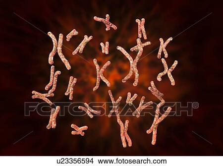 Picture - Chromosome, computer illustration. Chromosomes, which consist of two identical chromatids joined at a centromere (light), are composed of deoxyribonucleic acid (DNA) coiled around proteins. DNA contains sections, called genes, which encode the body's.... Fotosearch