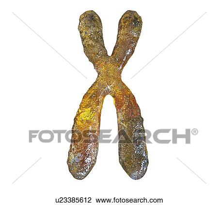 Stock Image - Chromosome, computer illustration. Chromosomes, which consist of two identical chromatids joined at a centromere (light), are composed of deoxyribonucleic acid (DNA) coiled around proteins. DNA contains sections, called genes, which encode the body's.... Fotosearch