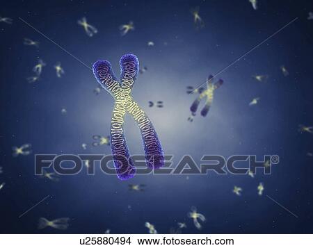 Picture - Chromosomes, illustration.. Fotosearch