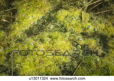 Picture - Close-up of algal scum forming in standing water in agricultural area.. Fotosearch