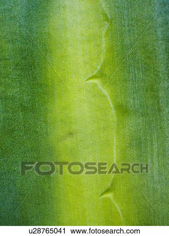 Close-up of green leaf with thorns View Large Photo Image Stock Image - Close-up of green leaf with thorns. Fotosearch
