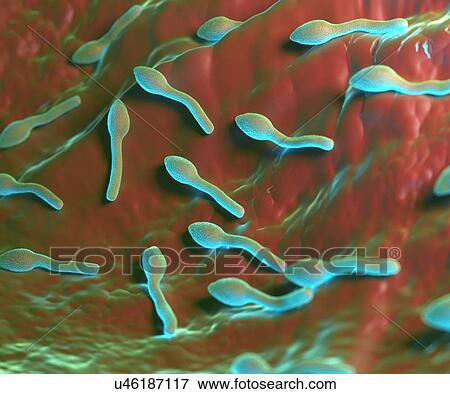 Stock Photo - Clostridium tetani bacterium, illustration.. Fotosearch