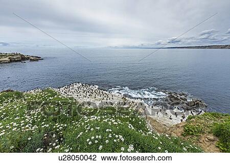 Stock Image - Coastline in San Diego, California. Fotosearch