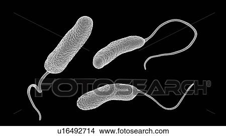Computer illustration of Ideonella sakaiensis plastic-degrading bacteria. I. sakaiensis was discovered in 2016 in sediment near a plastic bottle recycling facility in Japan. It is able to use the plastic polyethylene terephthalate (PET) as its primary... View Large Photo Image Picture - Computer illustration of Ideonella sakaiensis plastic-degrading bacteria. I. sakaiensis was discovered in 2016 in sediment near a plastic bottle recycling facility in Japan. It is able to use the plastic polyethylene terephthalate (PET) as its primary.... Fotosearch