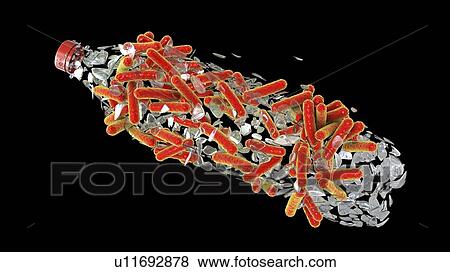 Computer illustration of Ideonella sakaiensis bacteria degrading a plastic bottle. I. sakaiensis was discovered in 2016 in sediment near a plastic bottle recycling facility in Japan. It is able to use the plastic polyethylene terephthalate (PET) as... View Large Photo Image Stock Photo - Computer illustration of Ideonella sakaiensis bacteria degrading a plastic bottle. I. sakaiensis was discovered in 2016 in sediment near a plastic bottle recycling facility in Japan. It is able to use the plastic polyethylene terephthalate (PET) as.... Fotosearch