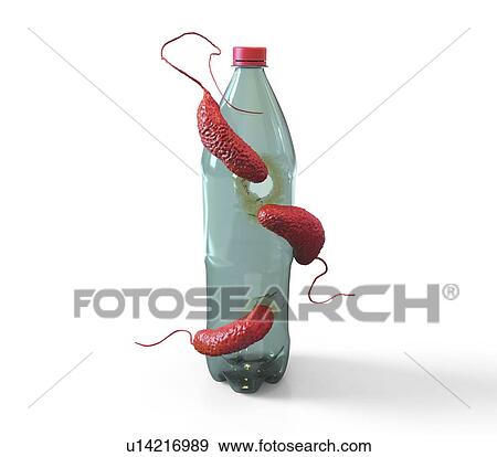Stock Photo - Computer illustration of Ideonella sakaiensis bacteria degrading a plastic bottle. I. sakaiensis was discovered in 2016 in sediment near a plastic bottle recycling facility in Japan. It is able to use the plastic polyethylene terephthalate (PET) as.... Fotosearch