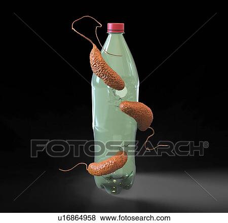 Stock Photo - Computer illustration of Ideonella sakaiensis bacteria degrading a plastic bottle. I. sakaiensis was discovered in 2016 in sediment near a plastic bottle recycling facility in Japan. It is able to use the plastic polyethylene terephthalate (PET) as.... Fotosearch