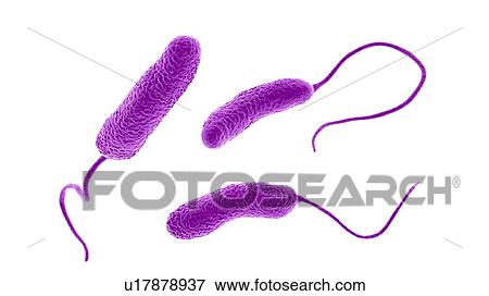Stock Photo - Computer illustration of Ideonella sakaiensis plastic-degrading bacteria. I. sakaiensis was discovered in 2016 in sediment near a plastic bottle recycling facility in Japan. It is able to use the plastic polyethylene terephthalate (PET) as its primary.... Fotosearch