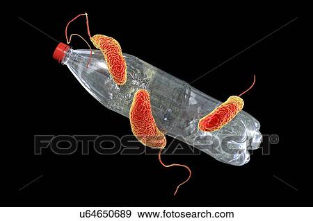 Stock Photo - Computer illustration of Ideonella sakaiensis bacteria degrading a plastic bottle. I. sakaiensis was discovered in 2016 in sediment near a plastic bottle recycling facility in Japan. It is able to use the plastic polyethylene terephthalate (PET) as.... Fotosearch