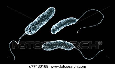 Stock Photo - Computer illustration of Ideonella sakaiensis plastic-degrading bacteria. I. sakaiensis was discovered in 2016 in sediment near a plastic bottle recycling facility in Japan. It is able to use the plastic polyethylene terephthalate (PET) as its primary.... Fotosearch