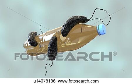 Stock Photograph - Computer illustration of Ideonella sakaiensis bacteria degrading a plastic bottle. I. sakaiensis was discovered in 2016 in sediment near a plastic bottle recycling facility in Japan. It is able to use the plastic polyethylene terephthalate (PET) as.... Fotosearch