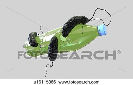 Stock Photograph - Computer illustration of Ideonella sakaiensis bacteria degrading a plastic bottle. I. sakaiensis was discovered in 2016 in sediment near a plastic bottle recycling facility in Japan. It is able to use the plastic polyethylene terephthalate (PET) as.... Fotosearch