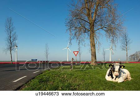 Cow in a pasture early in the morning, bulb fields and wind turbines in the background, Nagele, Flevoland, Netherlands View Large Photo Image Stock Image - Cow in a pasture early in the morning, bulb fields and wind turbines in the background, Nagele, Flevoland, Netherlands. Fotosearch
