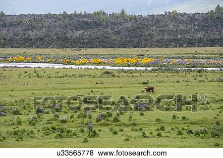 Stock Photo - Cow in field by Eglinton River in Te Anau Downs, New Zealand. Fotosearch