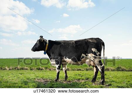 Cow in pasture in spring, animal portrait, Wyns, Friesland, Netherlands View Large Photo Image Stock Image - Cow in pasture in spring, animal portrait, Wyns, Friesland, Netherlands. Fotosearch