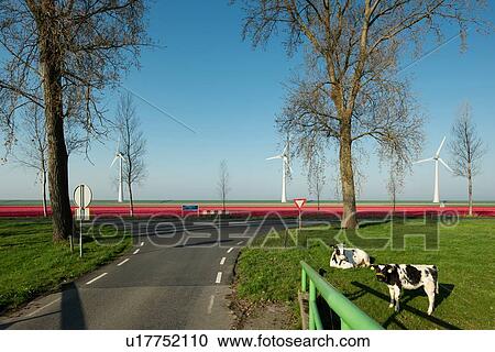 Stock Image - Cows in a pasture early in the morning, bulb fields and wind turbines in the background, Nagele, Flevoland, Netherlands. Fotosearch