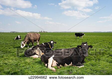 Stock Image - Cows in pasture in spring, animal portrait, Wyns, Friesland, Netherlands. Fotosearch