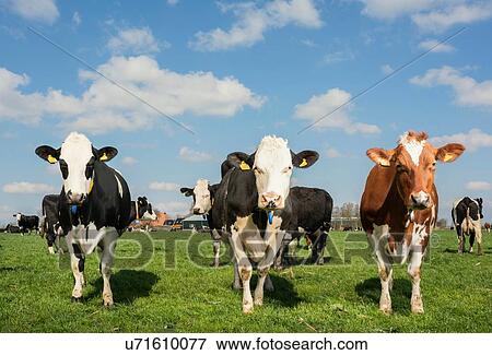 Cows in pasture in spring, animal portrait, Wyns, Friesland, Netherlands View Large Photo Image Stock Photo - Cows in pasture in spring, animal portrait, Wyns, Friesland, Netherlands. Fotosearch