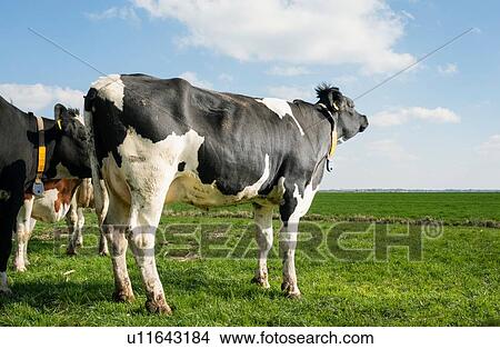 Cows in pasture in spring, Wyns, Friesland, Netherlands View Large Photo Image Picture - Cows in pasture in spring, Wyns, Friesland, Netherlands. Fotosearch