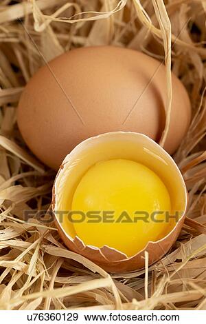 Stock Photo - Cracked egg on straw. Fotosearch