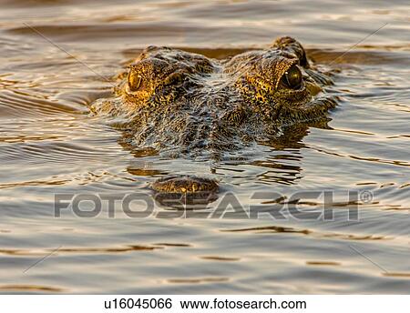 Stock Photograph - Crocodile emerging on water surface, portrait of face, Kruger National Park, South Africa. Fotosearch