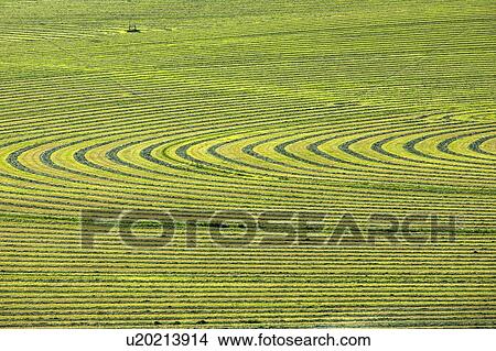 Picture - Crop field. Fotosearch