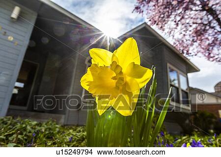 Picture - Daffodil by house. Fotosearch