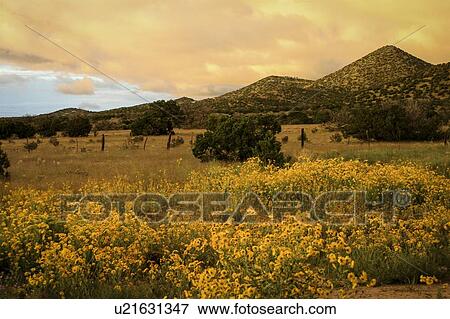 Stock Photo - Daisies in field in Santa Fe, New Mexico, USA. Fotosearch