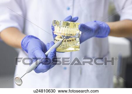 Stock Image - Dental assistant holding model teeth with braces. Fotosearch