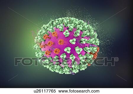 Destruction of bird flu virus, conceptual 3D illustration. This is an avian influenza H5N8 virus particle. This strain of the virus has caused disease in wild birds and poultry in Europe and Asia since June 2016. Unusually, the virus causes mortality... View Large Photo Image Stock Photography - Destruction of bird flu virus, conceptual 3D illustration. This is an avian influenza H5N8 virus particle. This strain of the virus has caused disease in wild birds and poultry in Europe and Asia since June 2016. Unusually, the virus causes mortality.... Fotosearch