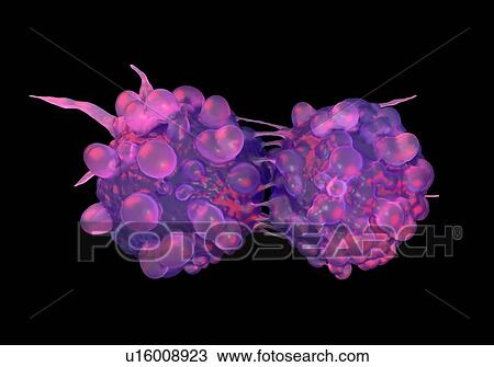 Stock Image - Dividing bladder cancer cells, illustration.. Fotosearch