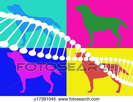DNA and dogs, illustration. View Large Photo Image Stock Photography - DNA and dogs, illustration.. Fotosearch