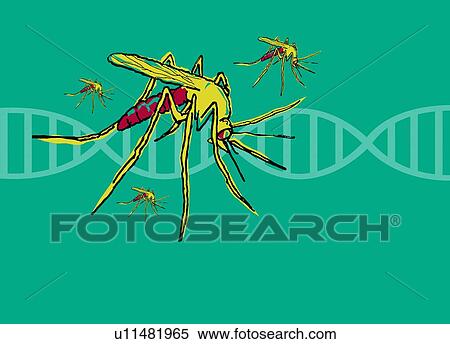 Stock Photography - DNA and mosquito, illustration.. Fotosearch